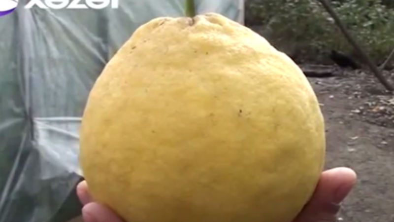 Astarada 1 kiloluq limon yetişdi - VİDEO