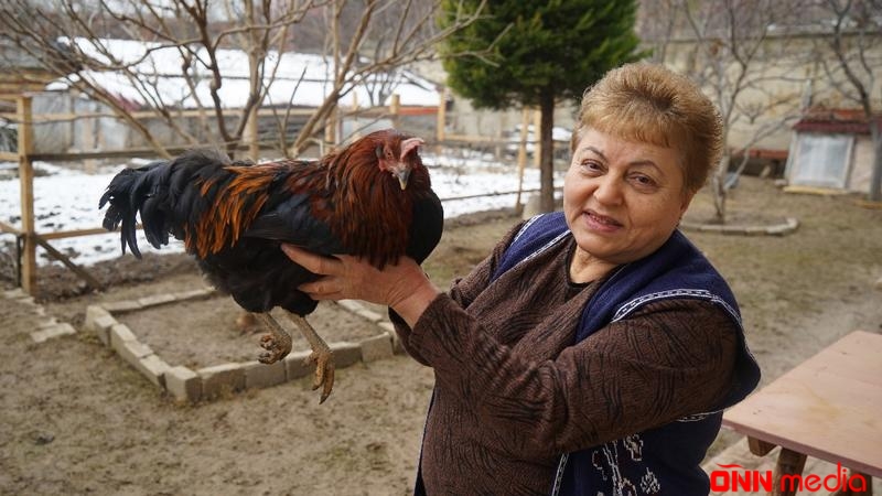 Bu kənddə toyuqlar bir-bir xoruza çevrilir