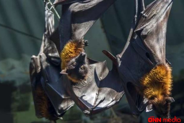 Dünya müalicəsi mümkün olmayan - Nipah virusu təhlükəsi ilə qarşı-qarşıyadır