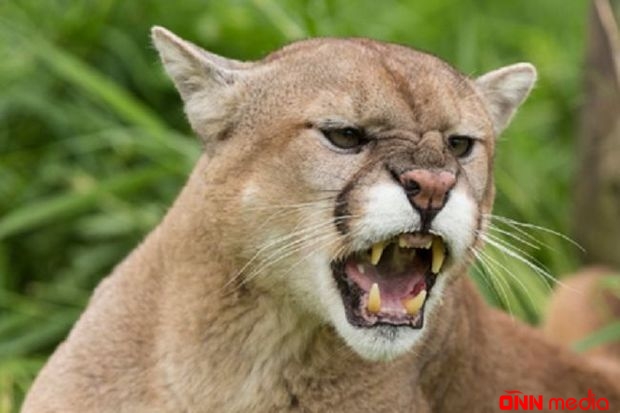 Puma velosipedçilərə hücum edib - 1 nəfəri parçalayıb