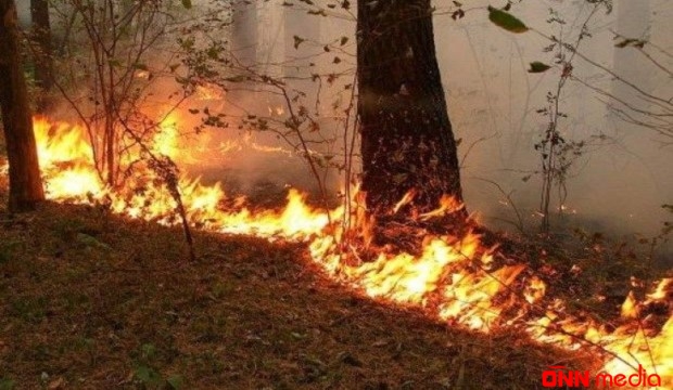 Şimal bölgəsində meşəətrafı ərazidə yanğın başlayıb