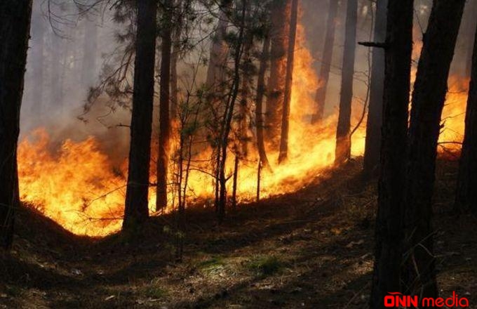 Meşədə başlayan yanğın qəsəbəyə yaxınlaşır