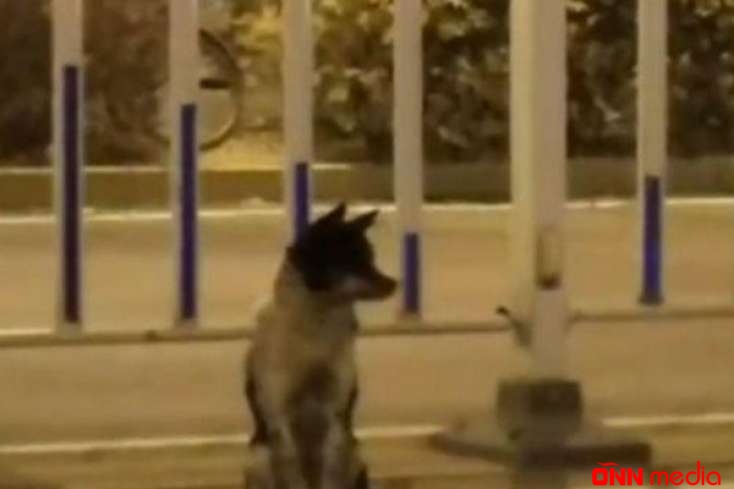 İtin bu görüntüləri insanları KÖVRƏLTDİ - VİDEO