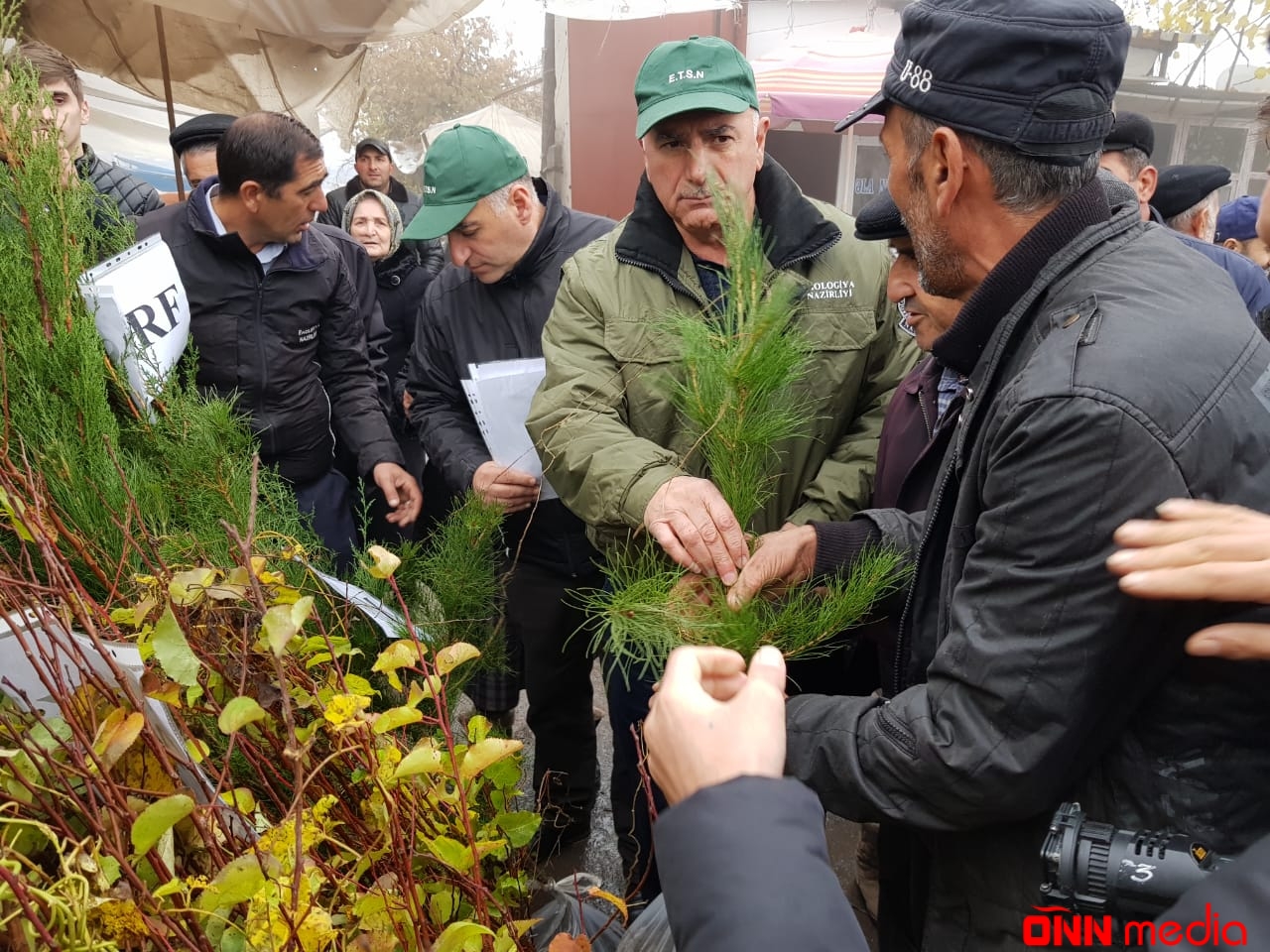 Respublika üzrə ümumilikdə 120 minə yaxın pulsuz ağac tingi paylanıldı