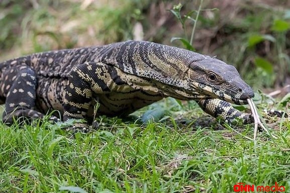 Varan iti parçaladı, sahibini yaraladı