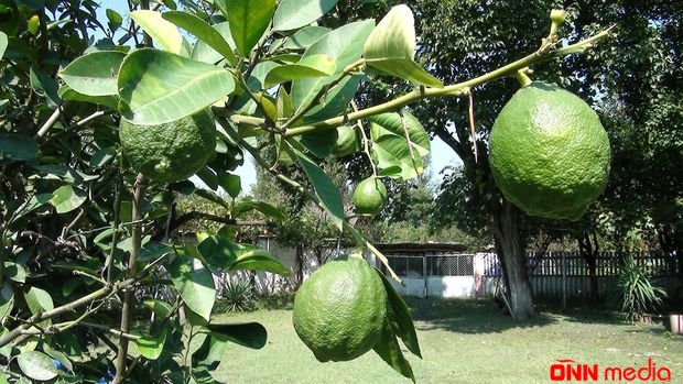 Qax sakini "subtropik möcüzə" yaradır: ananas, banan da yetişdirəcək