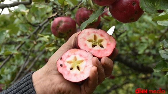 Bu almanın içi də çölü kimi qırmızıdır