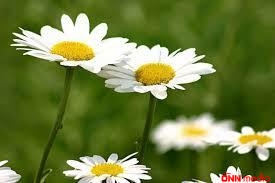 Ağırgərhanın bilinməyən faydaları