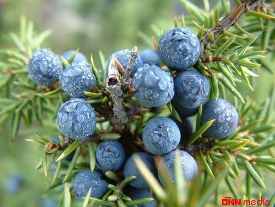 Azərbaycanda xərçəngə qarşı bitki aşkarlandı