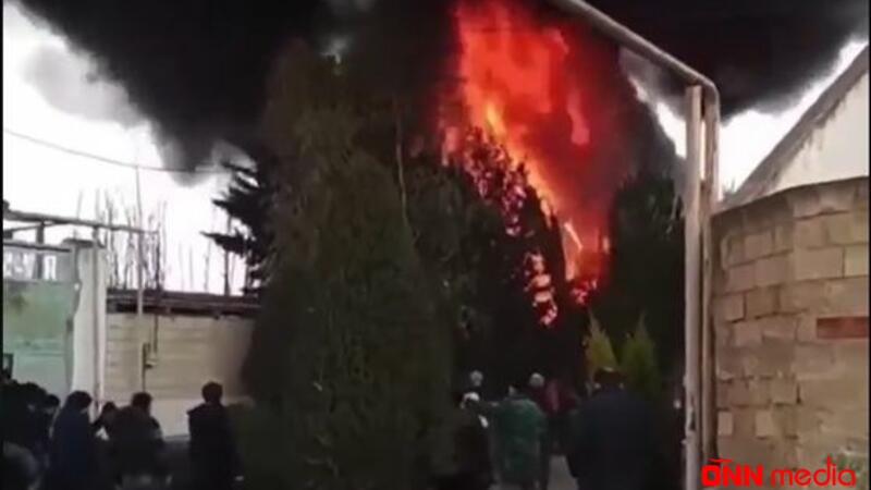 Bakıda satışda olan 108 ədəd ağac YANDI