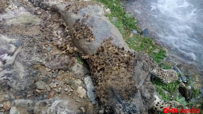 Naxçıvanda bəbir cəsədi aşkarlandı