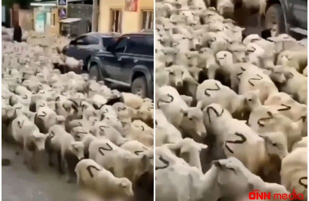 Dağıstanda qoyunlar "Z" hərfi ilə işarələnib