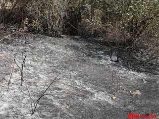 Şabrandakı meşə yanğınları ilə bağlı son durum açıqlandı