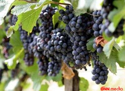 Qara üzümün hansı faydaları var?