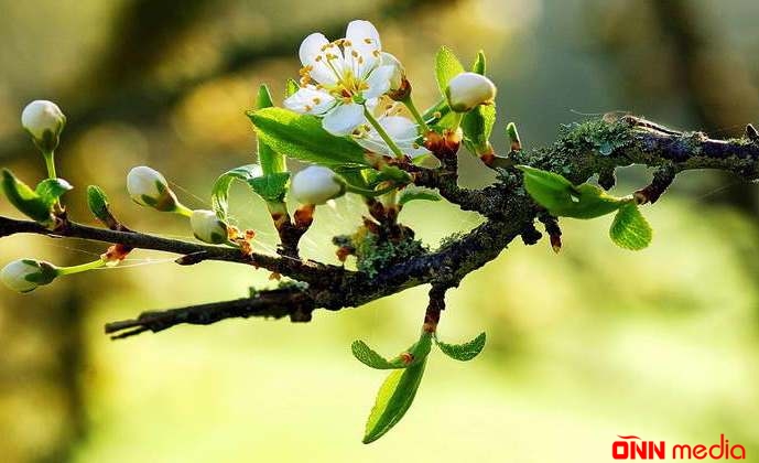 Sabah temperatur 23 dərəcəyə yüksələcək