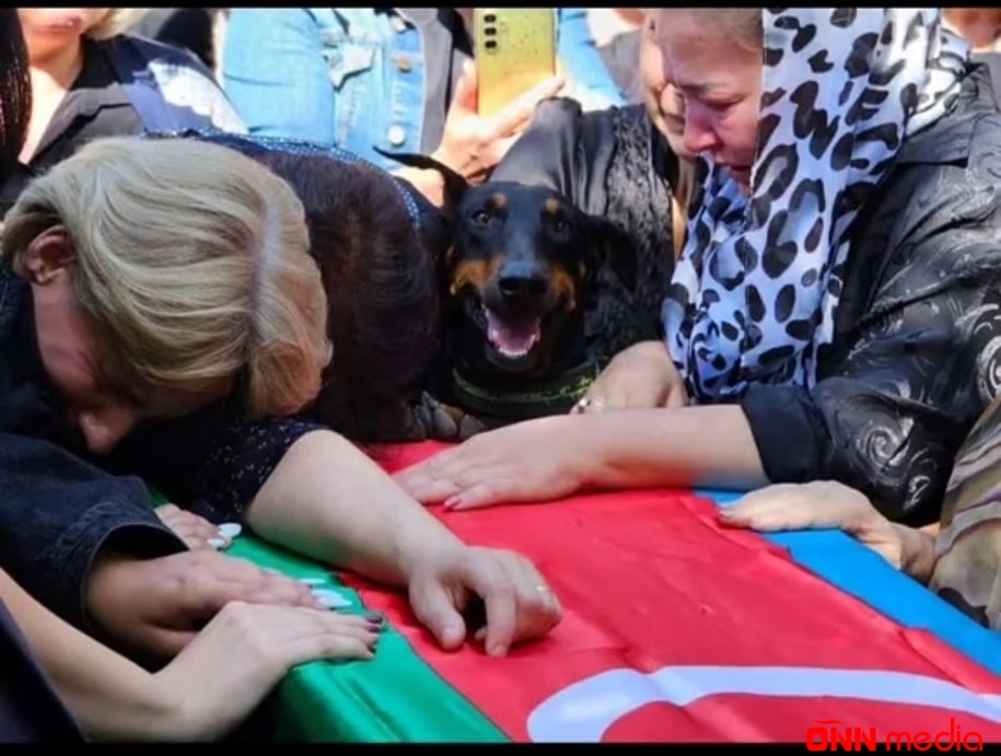 Şəhidimizin ən vəfalı dostu... - Foto
