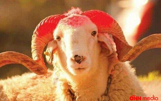 Qurban bayramı öncəsi salmonella bakteriyası XƏBƏRDARLIĞI