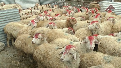 Şuşada qurban kəsilərək sakinlərə paylanıldı