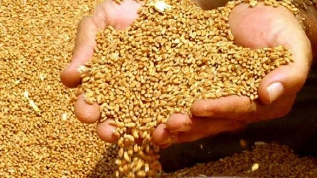 Buğdanın tədarük qiyməti ilə bağlı - Sərəncam