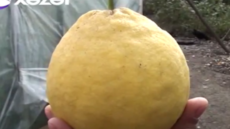 Astarada 1 kiloluq limon yetişdi – VİDEO