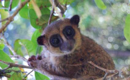 Madaqaskarda cırtdan lemurların yeni növü aşkar edilib
