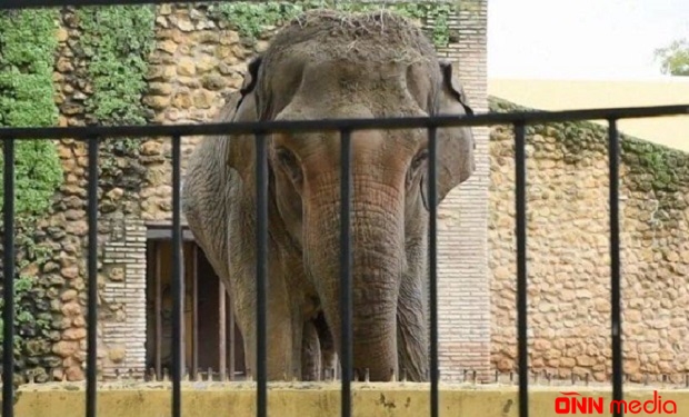 Dünyanın ən qəmgin fili öldü
