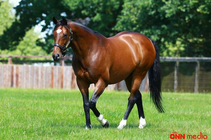 Dünyanın ən bahalı atı – Qiyməti açıqlandı