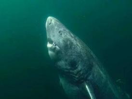 500 yaşlı köpək balığı – Elm dünyası şokda