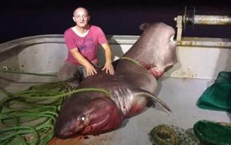 Türkiyədə balıqçılar 5 metrlik köpəkbalığı tutdu – Video