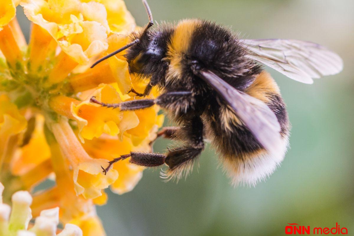 Azərbaycanda olan arı cinsi dünyanın ən yaxşı arısı hesab olunur – SƏBƏB?