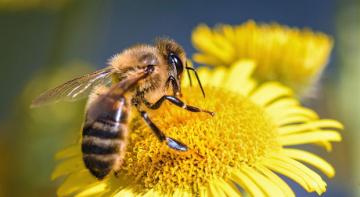 Amerikada ilk dəfə nəhəng arılar göründü