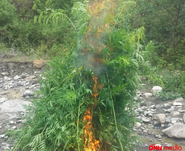 İsmayıllıda 903 kiloqram narkotik vasitə məhv edildi – FOTO