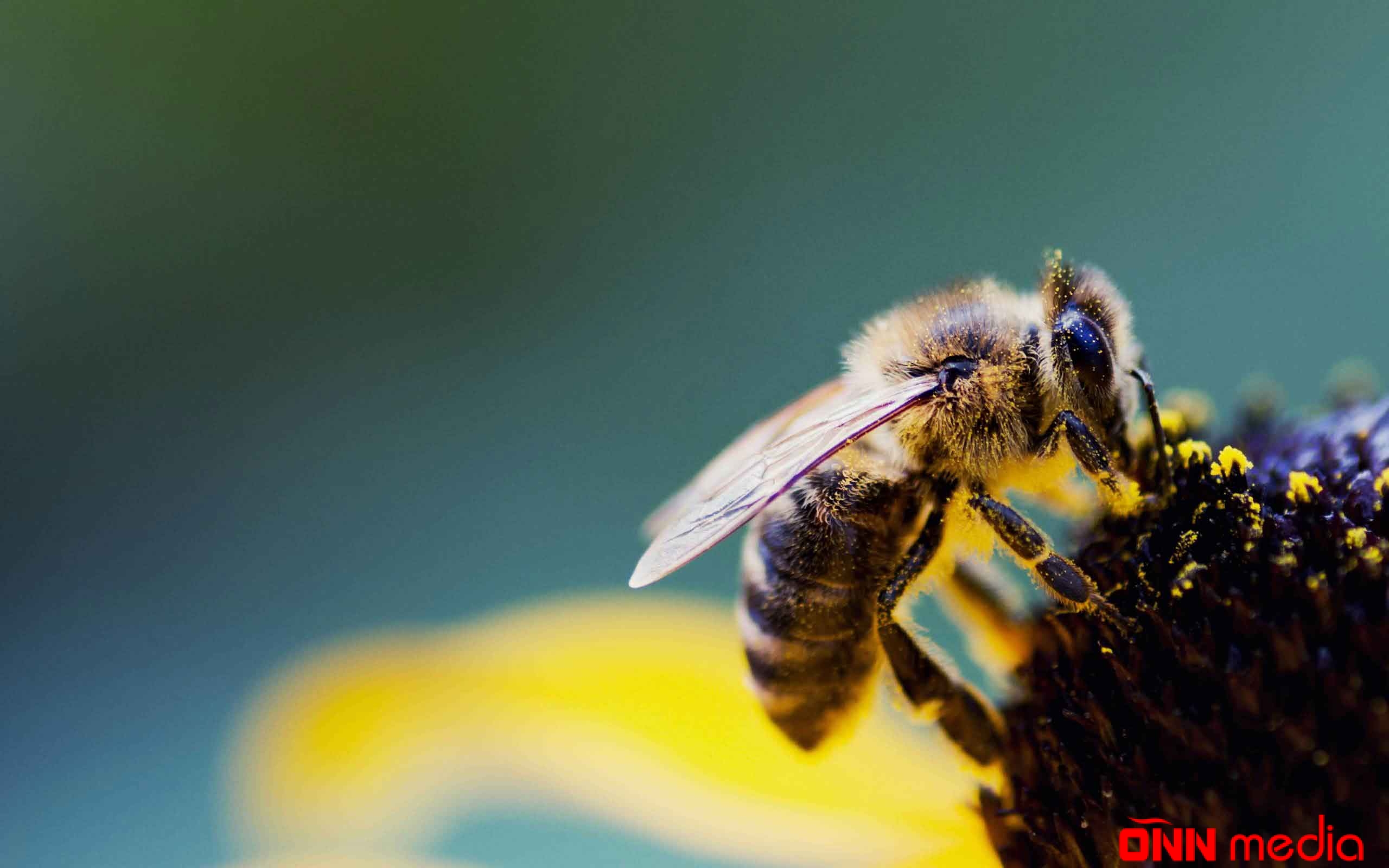 Arılar haqqında bilmədiyiniz MARAQLI 20 MƏLUMAT
