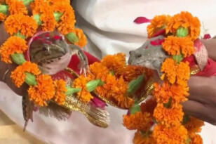 Hindistanda maraqlı inanc- Qurbağaları evləndirirlər çünki…