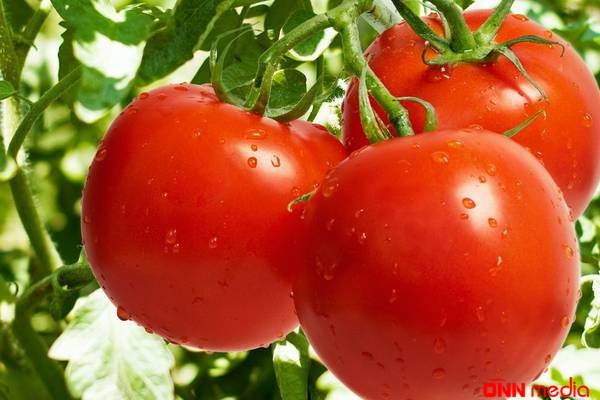 Ölkəyə gətirilən 3 ton pomidor toxumu məhv edildi