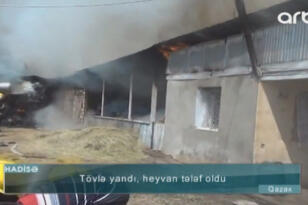 DƏHŞƏTLİ OLAY- Goranboyda tövlə yandı- Heyvanlar tələf oldu